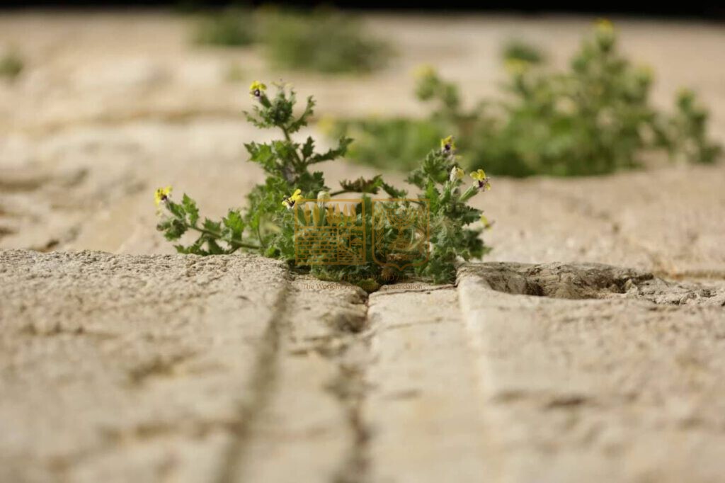 אבני הכותל המערבי