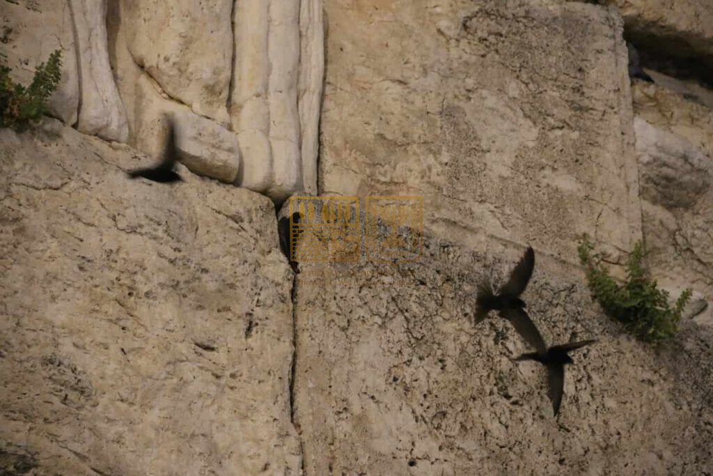 הכותל המערבי