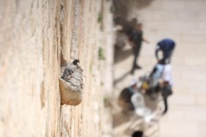 צלילותובהירותשלמורהרוחני פרשתשמיני