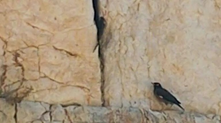 סיס החומות נתקע בין אבי הכותל וחולץ בעזרת עובדי הכותל 08.05.24