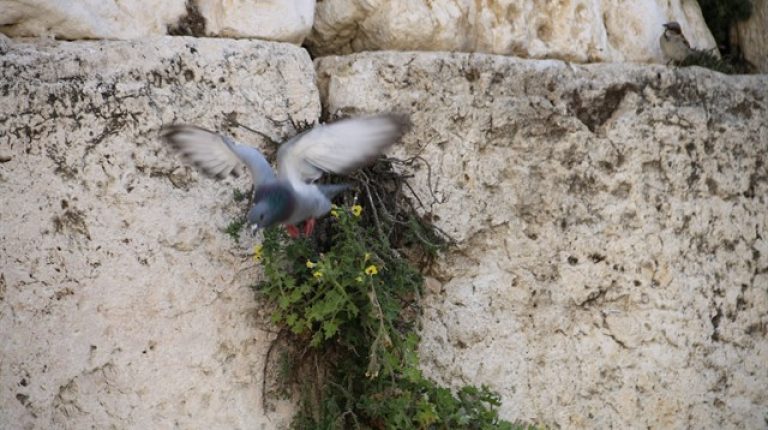 פתקים לפני חג הפסח