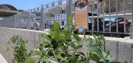 ברכת האילנות לכבוד חודש ניסן לבאי הכותל המערבי