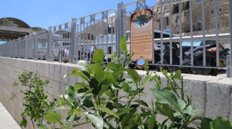 ברכת האילנות לכבוד חודש ניסן לבאי הכותל המערבי