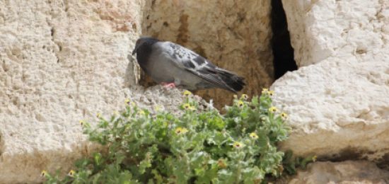 ראש חודש שבט שנתבשר בשורות טובות