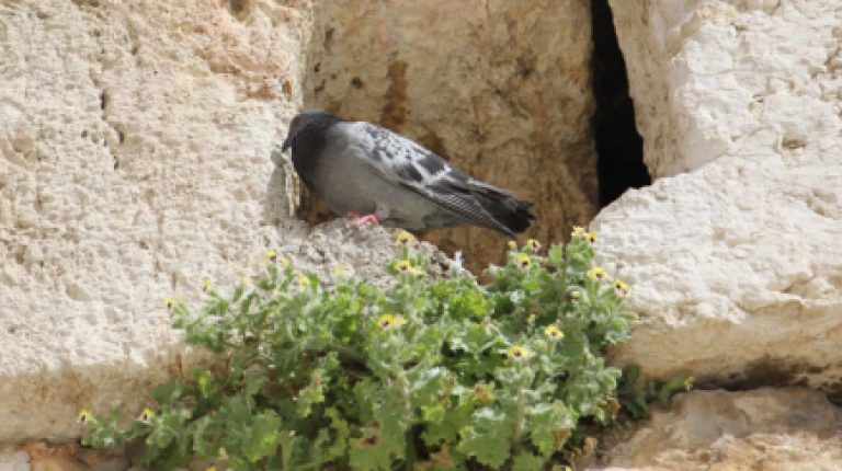 ראש חודש שבט שנתבשר בשורות טובות