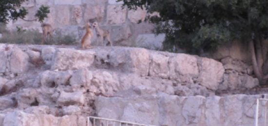 "שועליםהילכובו" שועליםבדרוםהכותלהמערביערבתשעהבאב