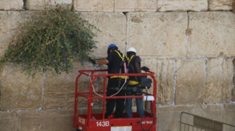 לקראתחגהסוכותוכמיטבהמסורת הבוקרברחבתהכותלהמערביפונופתקיהתפילהונבדקהתקינותאבניהכותל.