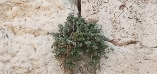 הכותל