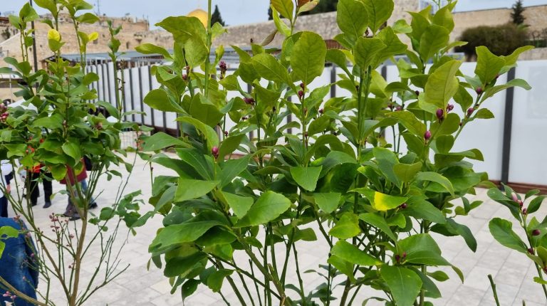 ברכת האילנות