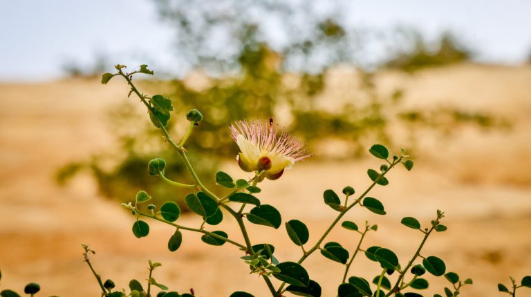 Shavuot 5783 at the Western Wall Plaza